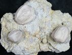 Multiple Blastoid (Pentremites) Plate - Illinois #10654-1